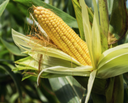 Кукуруза